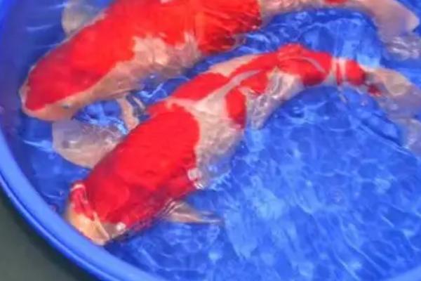 锦鲤粘液没了能救活吗，及时将其放到水中便可救活