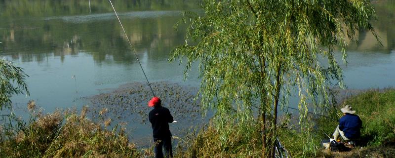 秋季钓鱼的适宜时间，初秋适合在早上或下午出钓