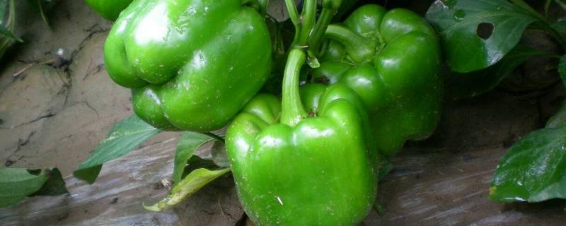 伏天甜椒如何防止落花落果，温度原因和病虫危害均会导致落花落果