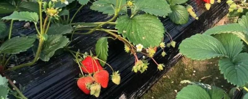 冬季草莓移栽如何提高成活率，及时进行除草松土、培根以及补苗工作