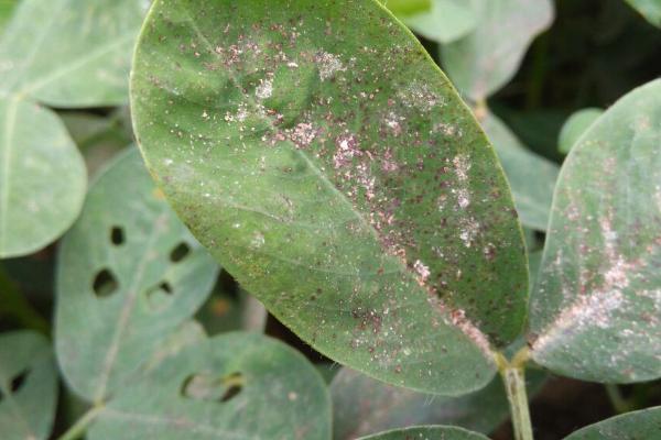 发生土传病害的原因，多年连作、大量使用化肥和农药均会引发病害