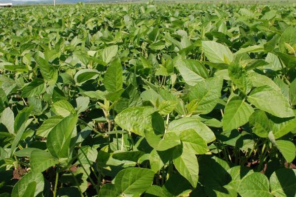 厄尔尼诺对大豆会产生什么影响，会导致我国南涝北旱、不利于大豆生长