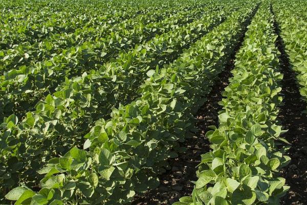 厄尔尼诺对大豆会产生什么影响，会导致我国南涝北旱、不利于大豆生长