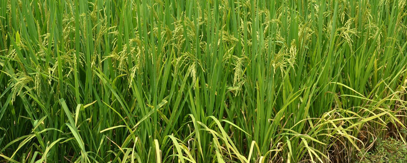 苏秀839水稻种子特点，人工插秧一般5月中旬播种