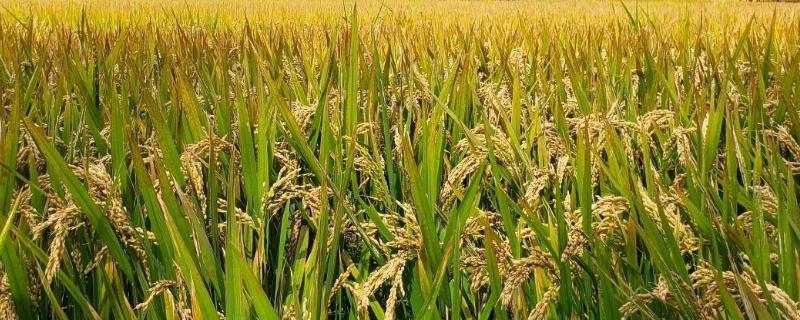 富两优506水稻品种简介，及时防治白叶枯病