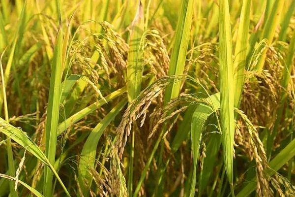 富两优506水稻品种简介，及时防治白叶枯病