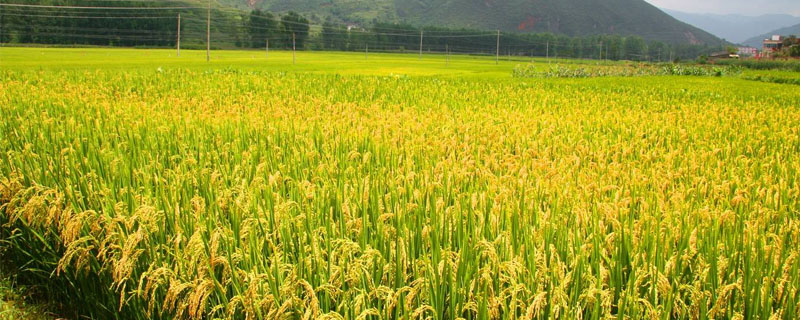常优粳10号水稻品种简介，每亩有效穗16.0万