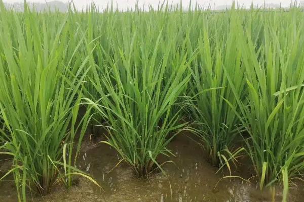 甬优55水稻种子特点，该品种植株较高