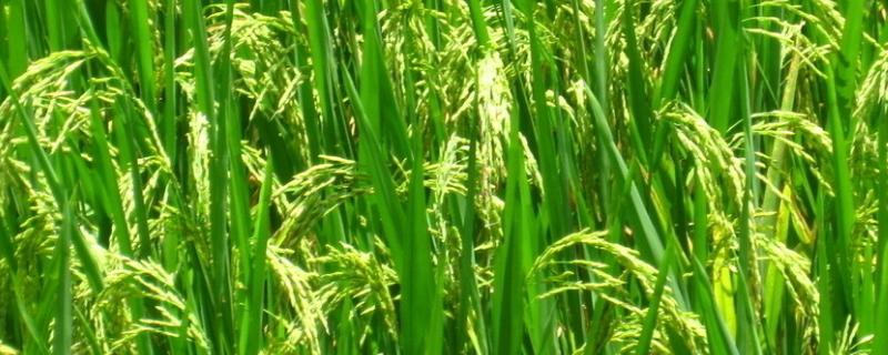 长优34水稻种子介绍，及时防治稻曲病