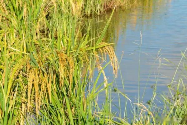 甬优59水稻品种的特性，注意病虫害防治