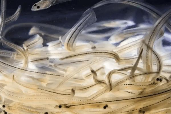 玻璃鳗介绍，玻璃鳗为鳗鱼的一个生长发育阶段