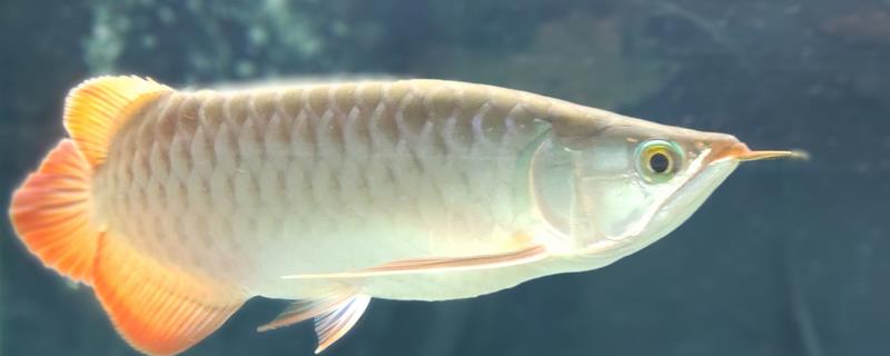 龙鱼的种类，常见的有红龙鱼、金龙鱼、青龙鱼等