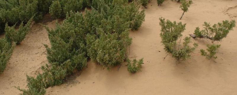 沙漠种树的注意事项，要选择合适的树种