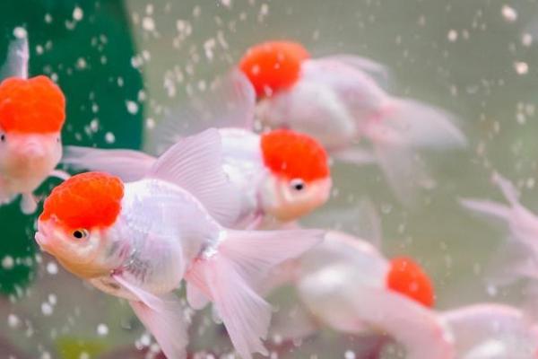 金鱼可以喂什么食物，动物性、植物性和合成饲料都可投喂