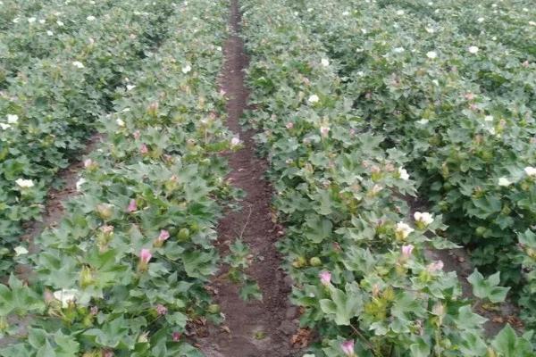 怎么避免棉花疯长，可喷施缩节胺、助壮素等药物