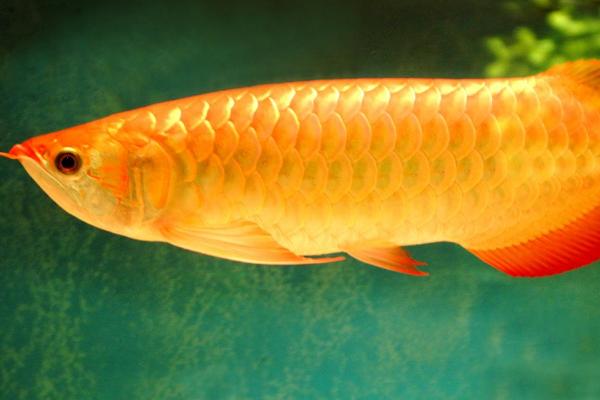 龙鱼的种类，常见的有红龙鱼、金龙鱼、青龙鱼等