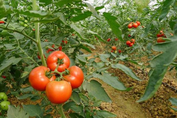 延长番茄结果的办法，推荐压秧法、剪株法和移栽法