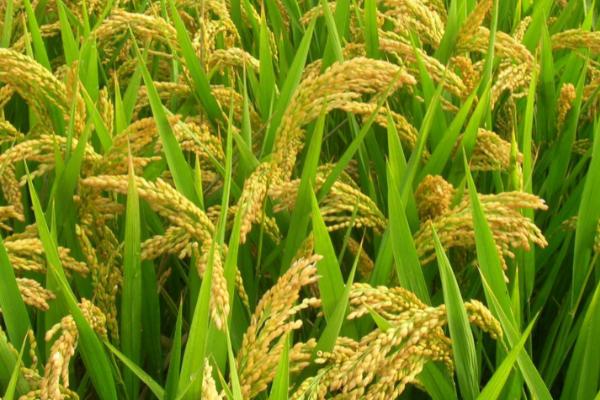 水稻立枯病的防治方法，一定要精心选种与晒种