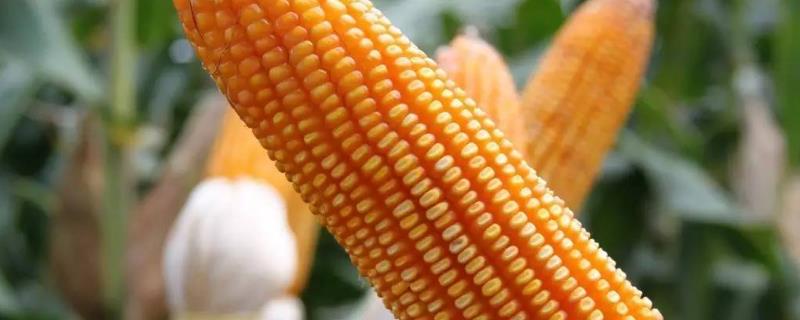 QK161玉米种子特征特性，足墒播种