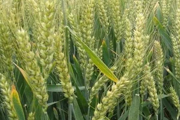 新研7号小麦品种的特性，属半冬性品种