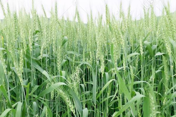 新研7号小麦品种的特性，属半冬性品种