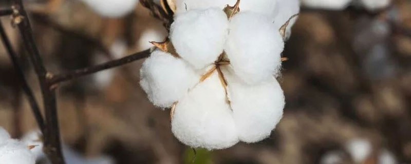 南农996棉花种子介绍，春棉转基因杂交品种