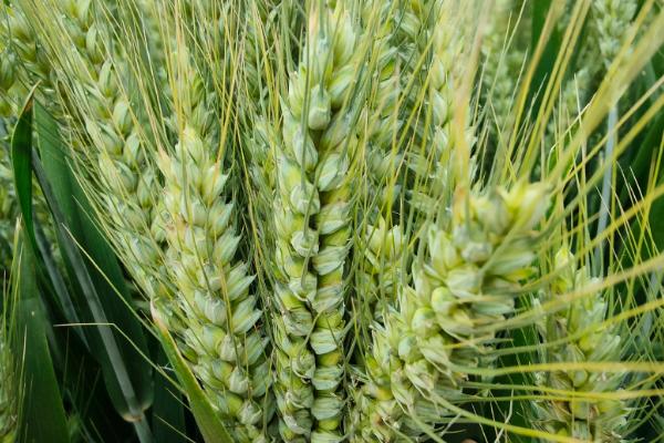 淮麦168小麦种子介绍，属半冬性品种