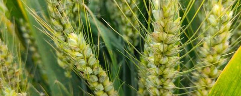 淮麦168小麦种子介绍，属半冬性品种