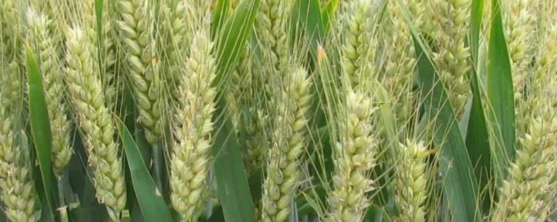谷神麦19小麦种子特征特性，为强筋品种