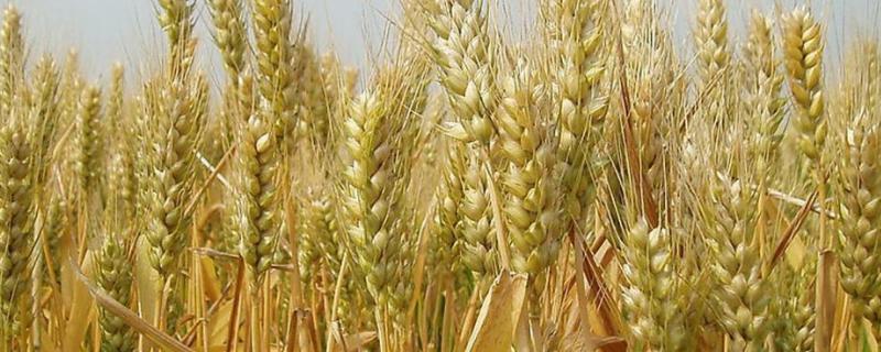 科麦1007小麦种子特点，全生育期197.4天