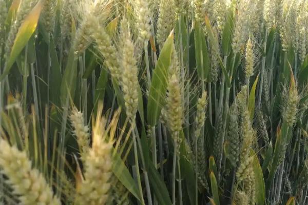 富麦668小麦种子介绍，属半冬性品种