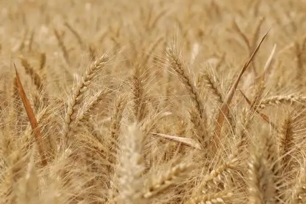 富麦668小麦种子介绍，属半冬性品种
