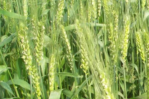 皖科20小麦品种简介，全生育期215.8天