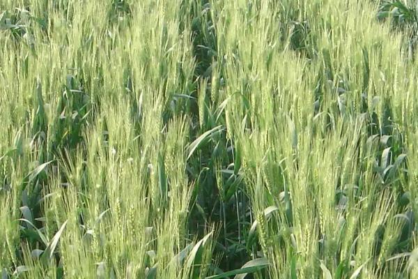 镇选106小麦种子介绍，属春性品种