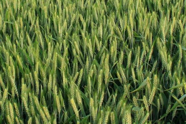 皖宿906小麦品种的特性，属半冬性品种