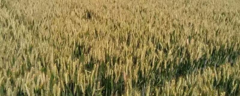 皖宿906小麦品种的特性，属半冬性品种