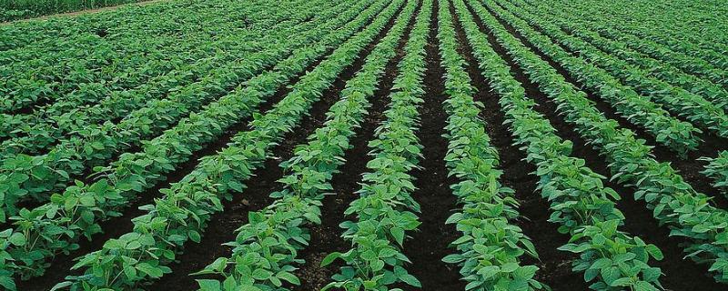 华豆15大豆品种的特性，注意防治病虫害