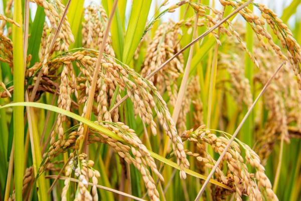 镇稻26水稻种简介，全生育期为131.5天