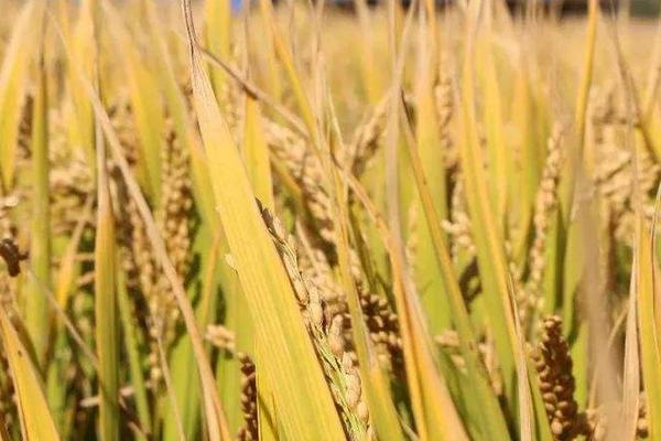 徽粳855水稻品种的特性，晚粳常规水稻品种