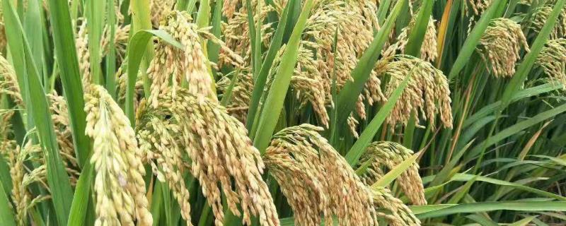 安两优153水稻种简介，中籼两系杂交水稻品种