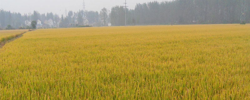 刚两优庐占水稻品种简介，中籼两系杂交水稻品种