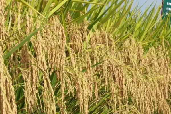 广丰丝苗水稻品种的特性，全生育期为124天