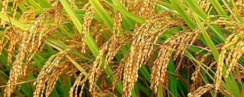 两优6143水稻品种简介，全生育期为137.4天