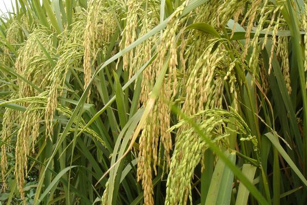 T两优389水稻种子简介，中籼两系杂交水稻品种