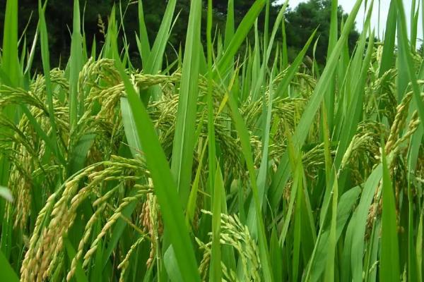 巧两优丰丝苗水稻品种的特性，中籼两系杂交水稻品种