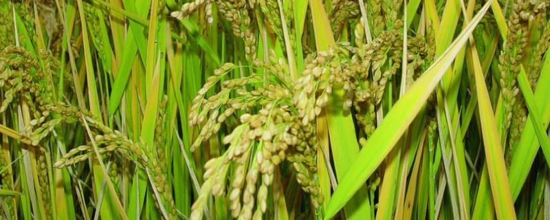 两优美晶占水稻种子特征特性，全生育期为135.6天