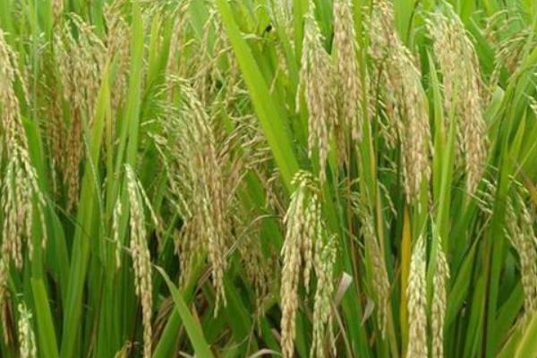 豪优锋占水稻品种简介，中籼常规水稻品种