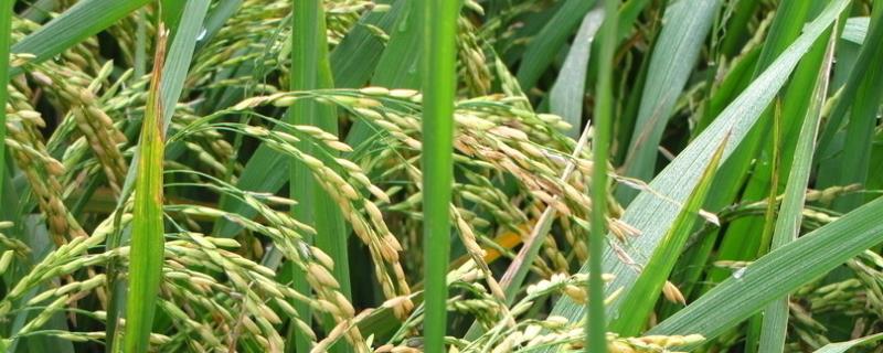 喜两优美晶丝苗水稻品种的特性，中籼两系杂交水稻品种