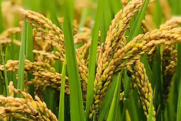 喜两优美晶丝苗水稻品种的特性，中籼两系杂交水稻品种