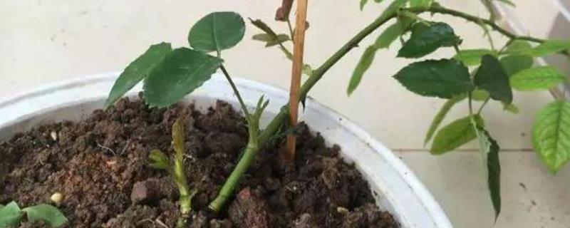 烧根如何补救，需适当增加灌水量与灌水次数